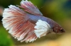 Акваріумна рибка півня (betta splendens)