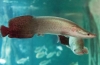 Арапайма (arapaima gigas)