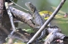 Австралійська водяна агама (physignathus lesueurii)