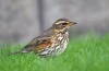 Білобровик (лат. Turdus iliacus)