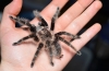 Brachypelma albopilosum: вміст павука брахіпельму або пілосум