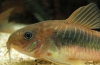 Бронзовий коридорас (corydoras aeneus)