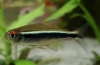 Чорний неон (hyphessobrycon herbertaxelrodi)