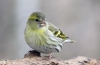 Чиж (лат. Carduelis spinus)