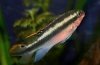 Цихліди папужки (pelvicachromis pulcher)