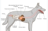 Панкреатит у собак