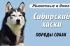 Хаски: характеристика породи, опис особливостей утримання