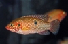 Хроміс-красень (hemichromis bimaculatus)