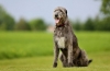 Ірландський вовкодав (irish wolfhound)