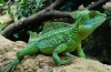 Ящірка бігає по воді - шоломоносний василіск (basiliscus plumifrons)