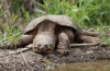 Кайманова черепаха (chelydra serpentina)