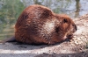 Канадський бобр (castor canadensis)