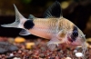 Коридорас панда (corydoras panda)