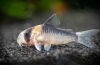 Коридораси (corydoras)