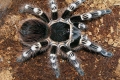 Аcanthoscurria geniculata