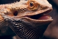 Агама бородатий (pogona vitticeps)