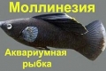 Акваріумна рибка моллінезія: утримання та догляд