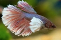 Акваріумна рибка півня (betta splendens)