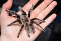 Brachypelma albopilosum: вміст павука брахіпельму або пілосум