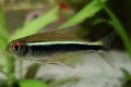 Чорний неон (hyphessobrycon herbertaxelrodi)