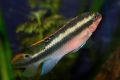 Цихліди папужки (pelvicachromis pulcher)