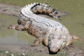 Гребінчастий крокодил (лат. Crocodylus porosus)