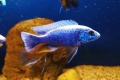 Хаплохроміс джексона (sciaenochromis fryeri)