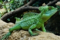 Ящірка бігає по воді - шоломоносний василіск (basiliscus plumifrons)