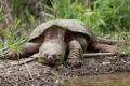 Кайманова черепаха (chelydra serpentina)