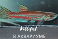 Killifish в акваріумі