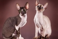 Корніш-рекс (англ. Cornish rex)