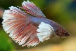 Акваріумна рибка півня (betta splendens)