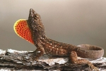 Аноліс бурий (anolis sagrei)