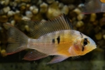 Апістограма болівійський метелик (mikrogeophagus altispinosus)