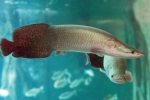 Арапайма (arapaima gigas)