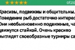 Барбус мутант – рибка зі своєрідним характером