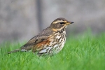 Білобровик (лат. Turdus iliacus)