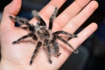 Brachypelma albopilosum: вміст павука брахіпельму або пілосум