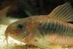 Бронзовий коридорас (corydoras aeneus)