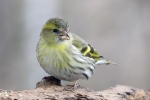 Чиж (лат. Carduelis spinus)