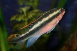 Цихліди папужки (pelvicachromis pulcher)