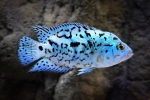 Electric blue jack dempsey