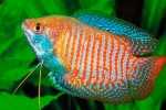 Гурамі (gourami або trihogaster)