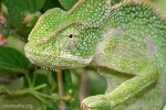 Індійський хамелеон (chamaeleon zeylanicus)