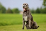 Ірландський вовкодав (irish wolfhound)