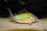 Смарагдовий брохис (corydoras splendens)