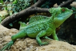 Ящірка бігає по воді - шоломоносний василіск (basiliscus plumifrons)