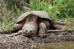 Кайманова черепаха (chelydra serpentina)