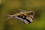 Карнегієла мармурова (carnegiella strigata)