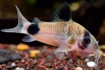 Коридорас панда (corydoras panda)